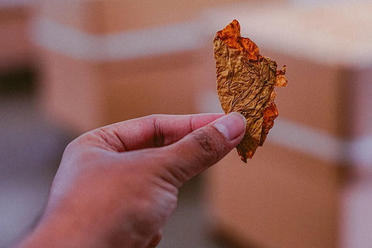 Socioeconomic Impact of Artisanal Tobacco